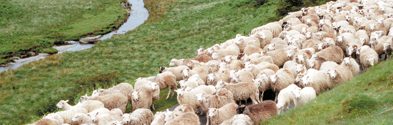 Schapen